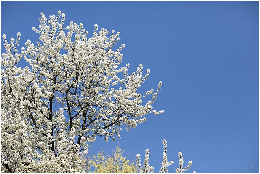 White flowering tree and blue skies before the wedding